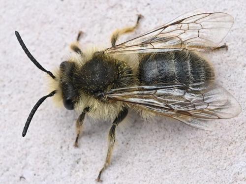 Andrena sp.